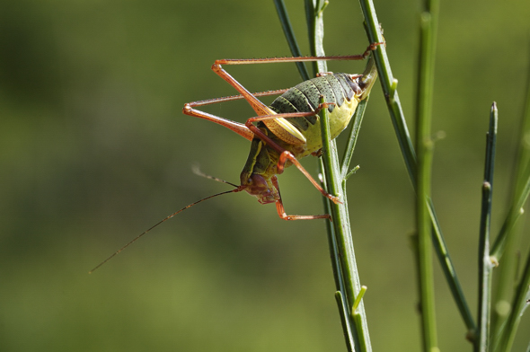 Barbitistes serricauda ??